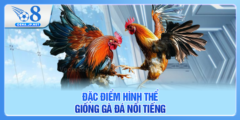 Đặc điểm hình thể giống gà đá nổi tiếng
