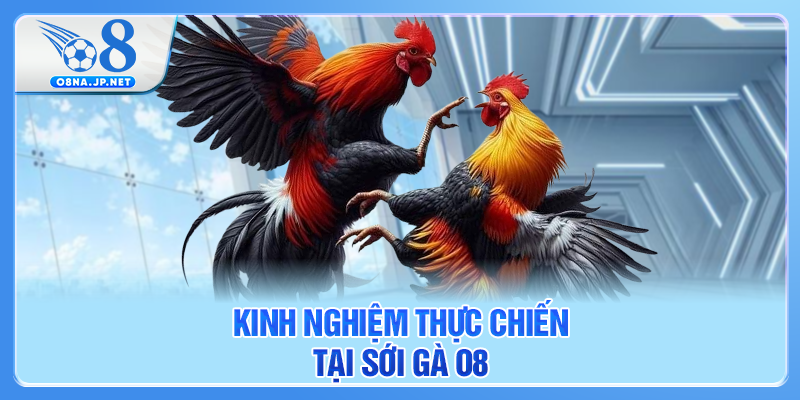 Kinh nghiệm thực chiến tại sới gà O8