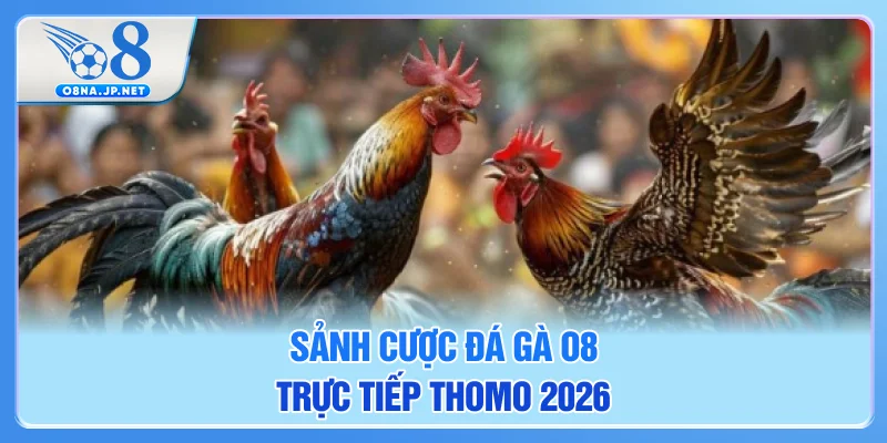 Sảnh cược đá gà O8 trực tiếp Thomo 2026