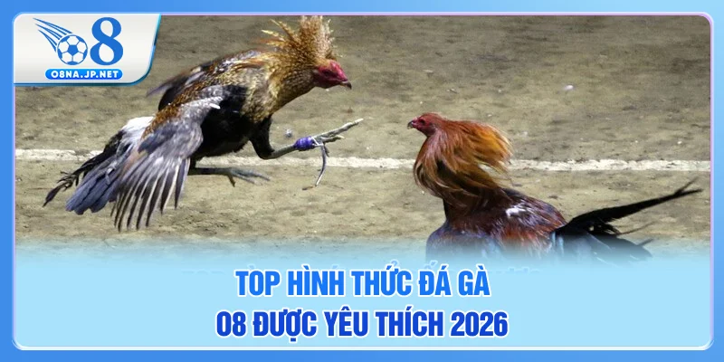 Top hình thức đá gà O8 được yêu thích 2026