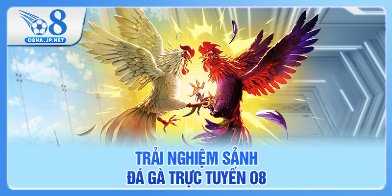 Trải nghiệm sảnh đá gà trực tuyến O8